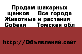 Продам шикарных щенков  - Все города Животные и растения » Собаки   . Томская обл.